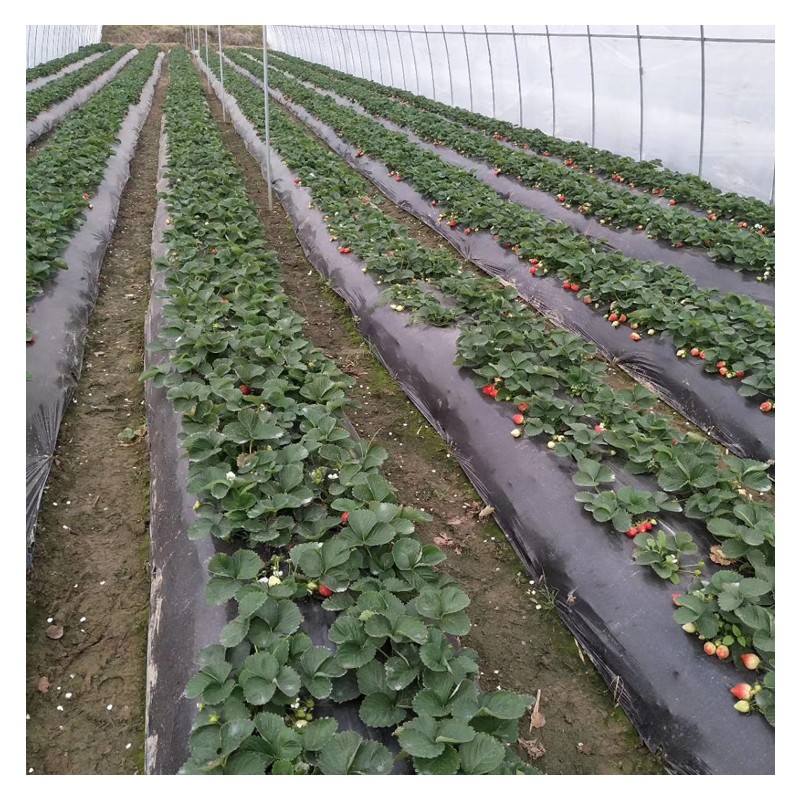 广西草莓大棚造价  农业种植 雨润专业生产大棚厂家