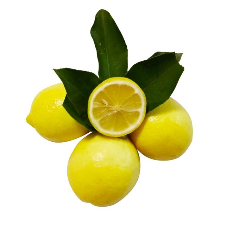 防城港果苗供应 香水柠檬苗 四季结果  香水柠檬树苗 基地直销