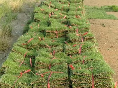 南宁马尼拉草皮供应 常青园林草皮种植基地 货源充足 欢迎订购