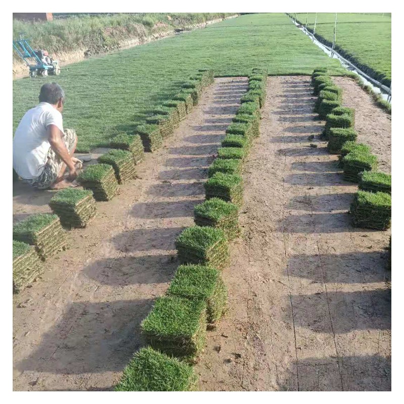 桂林草皮供应 马尼拉草皮  弹性好 护士性强 常青园林草皮种植基地批发