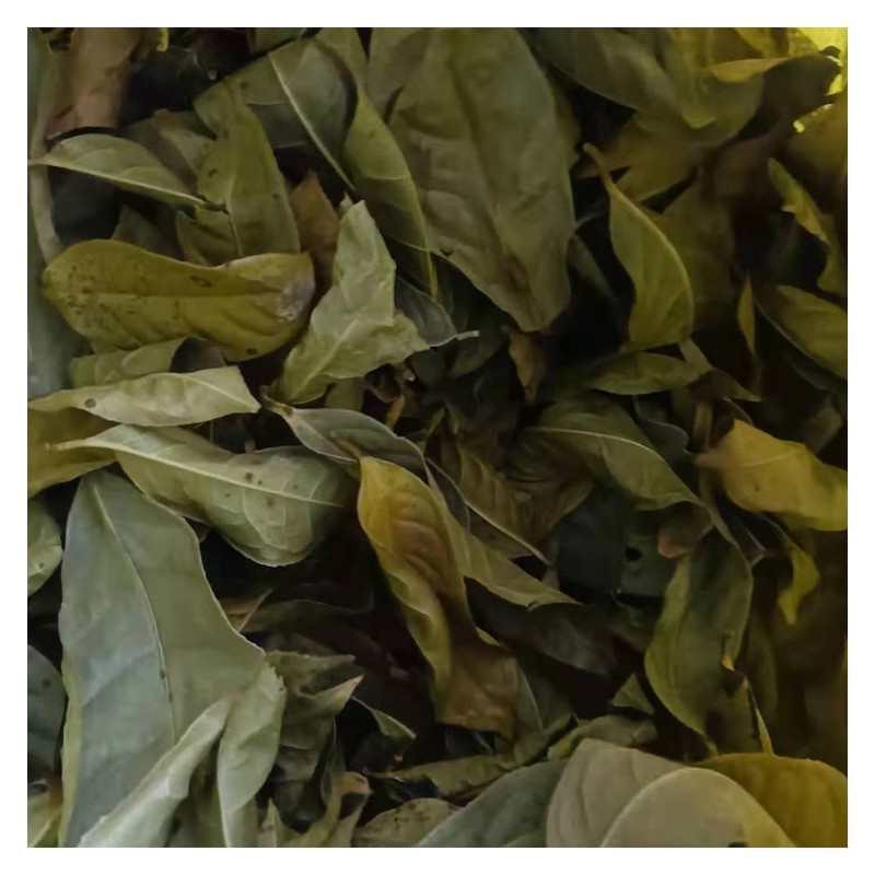 广西金花茶干 原生态老树叶 制药提取 嫦龙种植基地供应
