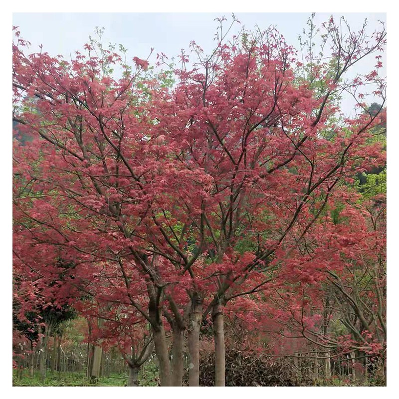 广西日本红枫产地直销 大红枫基地 丛生红枫批发