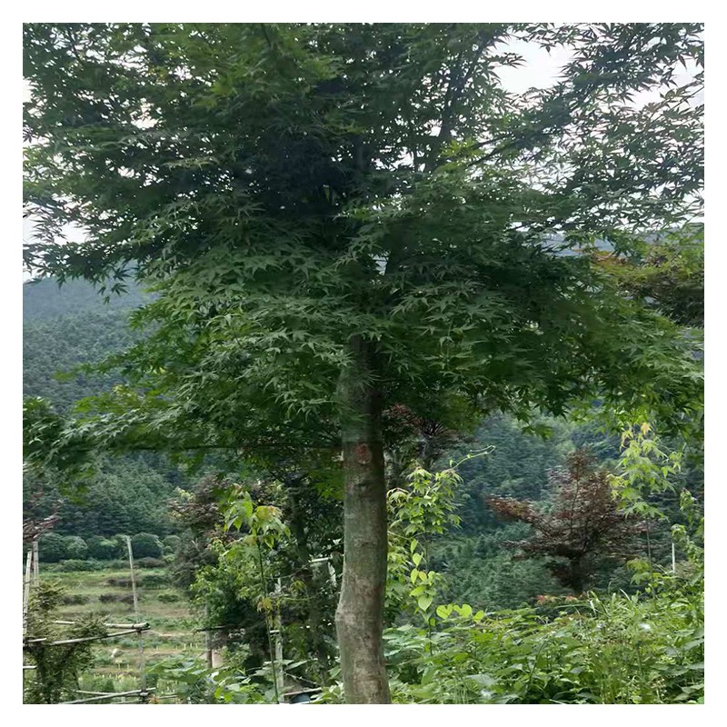 古焦华枫园林 供应各种规格落叶小乔木鸡爪槭 树形优美 适应性强