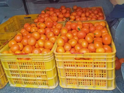 广西沃柑种植基地 特大果无籽桔橘子新鲜 当季沃柑