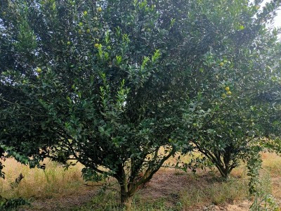 广西橘子树基地直销 苗农供应优质橘子树 量大价优