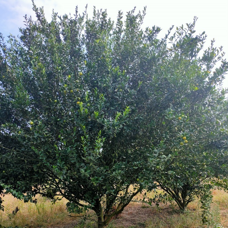 广西橘子树基地直销 苗农供应优质橘子树 量大价优