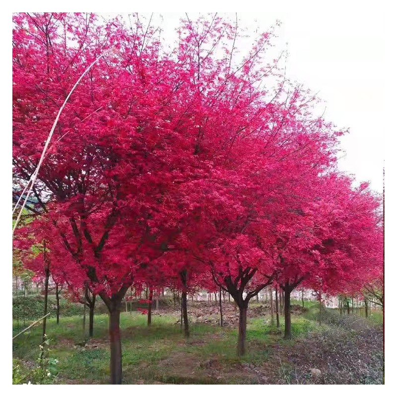 广西红枫树厂家直销 苗农供应优质红枫树 树形优美