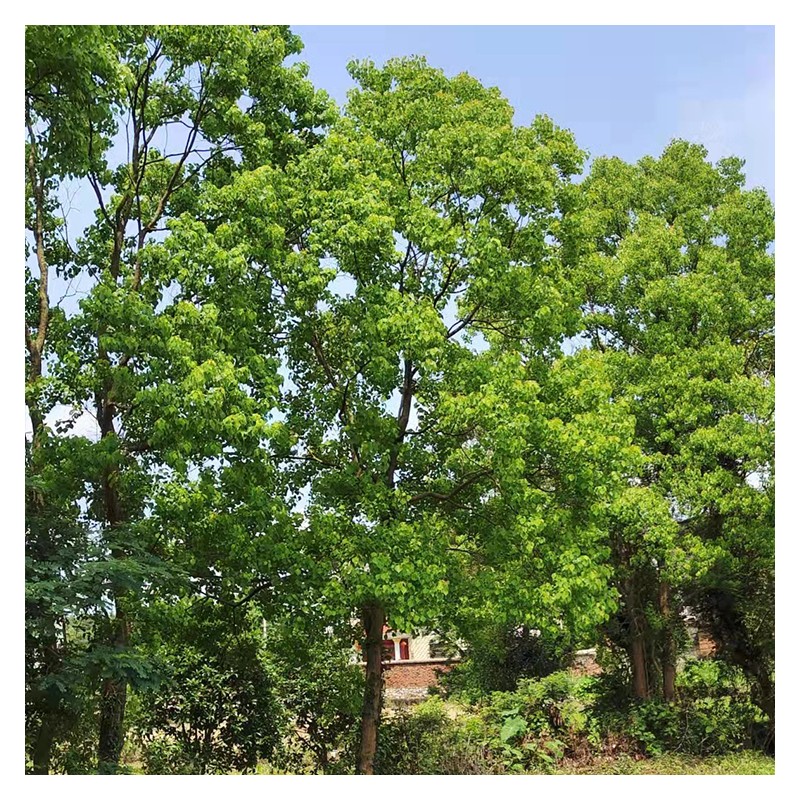 广西乌桕树苗木基地 苗圃供应优质树苗 腊子树现货 来电享优惠
