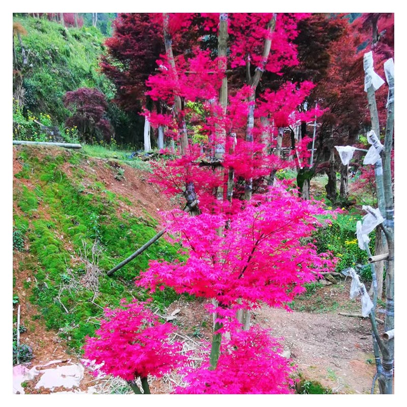 贵州红枫树厂家直销 多规格红枫树现货供应 树形漂亮价格便宜