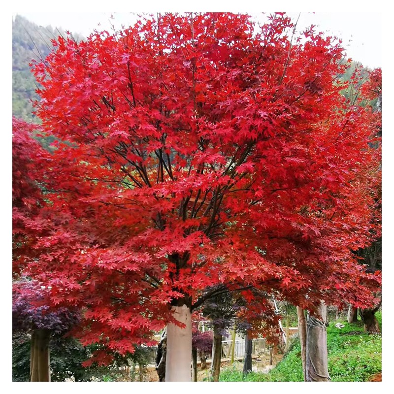 四川红枫树批发厂家 日本红枫树苗现货直销 树形漂亮 价格优惠
