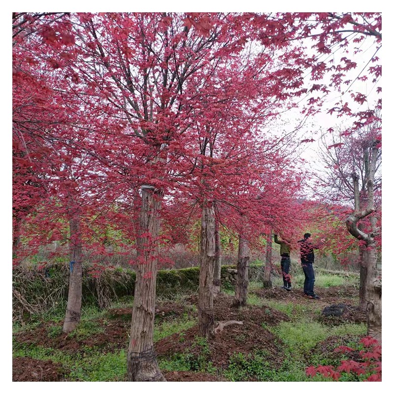 湖南红枫树种植基地 日本红枫树苗现货直销 园林观赏红枫
