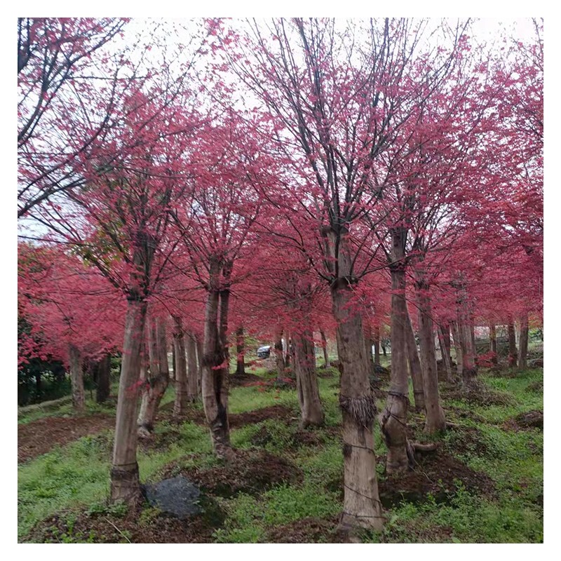 河北红枫树厂家批发 日本红枫树苗现货直销 庭院小区观赏红枫