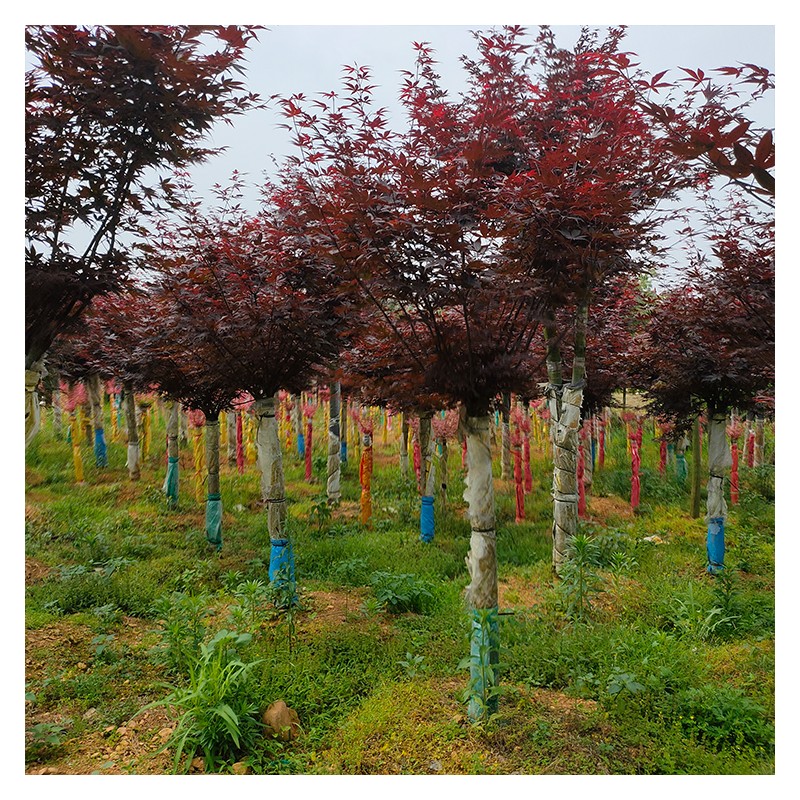河南红枫树厂家批发 基地出售日本红枫树苗 公园观赏红枫