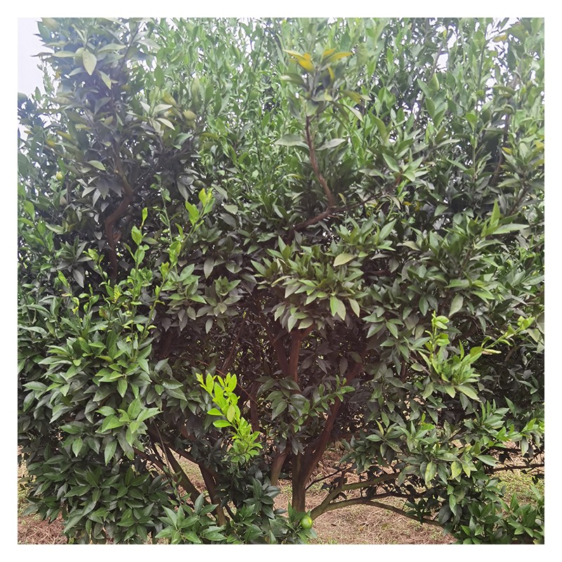 湖南桔子树厂家批发 结果率高橘子树苗出售 欢迎来电