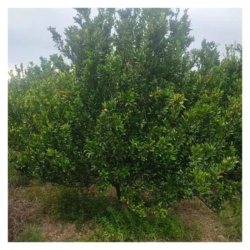 江苏桔子树批发价格 优质橘子树苗种植基地 品种齐全