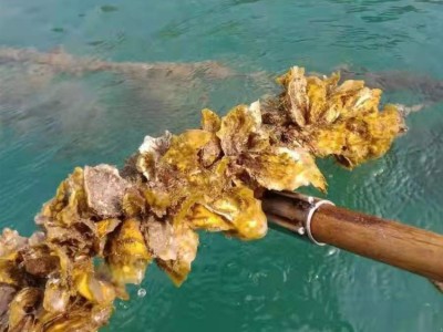 广西生蚝苗供应 三培体新品种 咸水生态养殖牡蛎苗