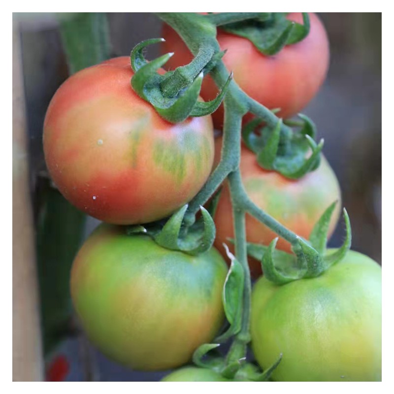 澳洲毛桃番茄种子批发 水果番茄现货出售 口感特色番茄