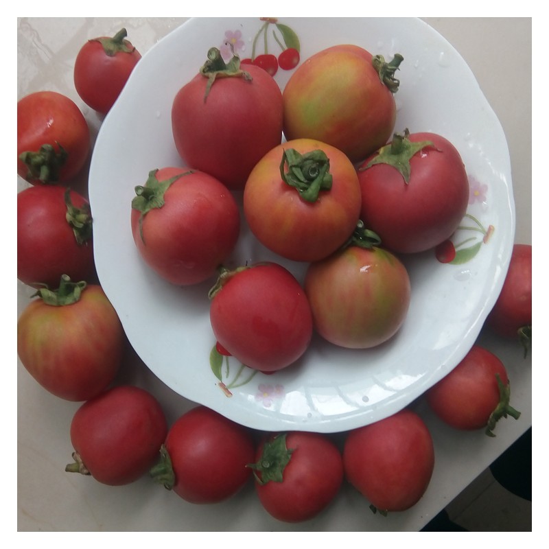 澳洲毛桃番茄种子 水果番茄种子批发 口感番茄 特色小番茄