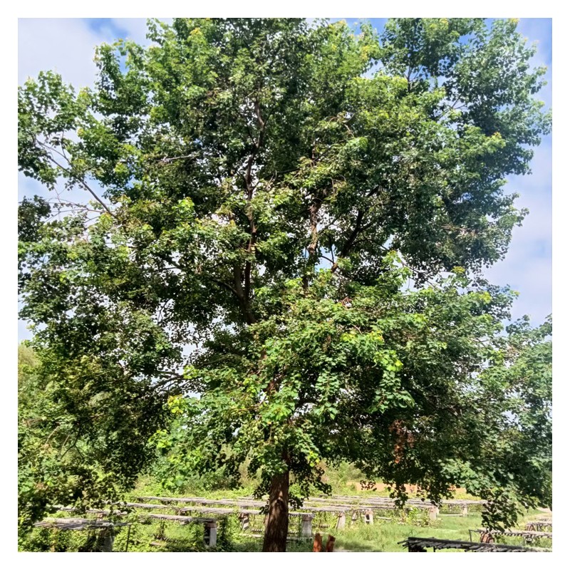 贵州乌桕树种植直销 行道树园林绿化工程乌桕树 乌柏树腊子树