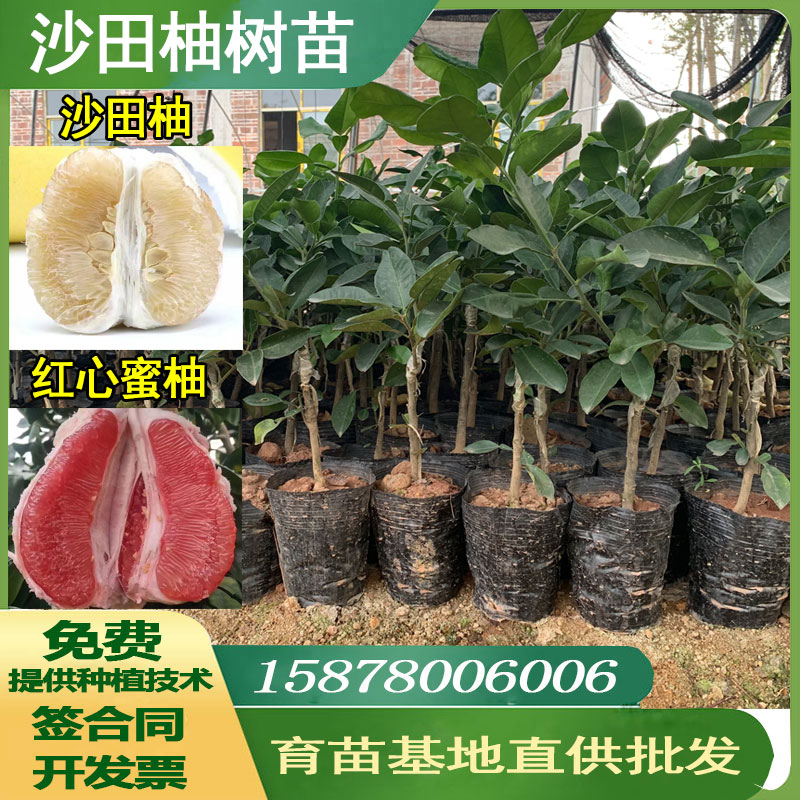 柚子树苗厂家 广西容县沙田柚苗基地直供批发 柚子树移植苗