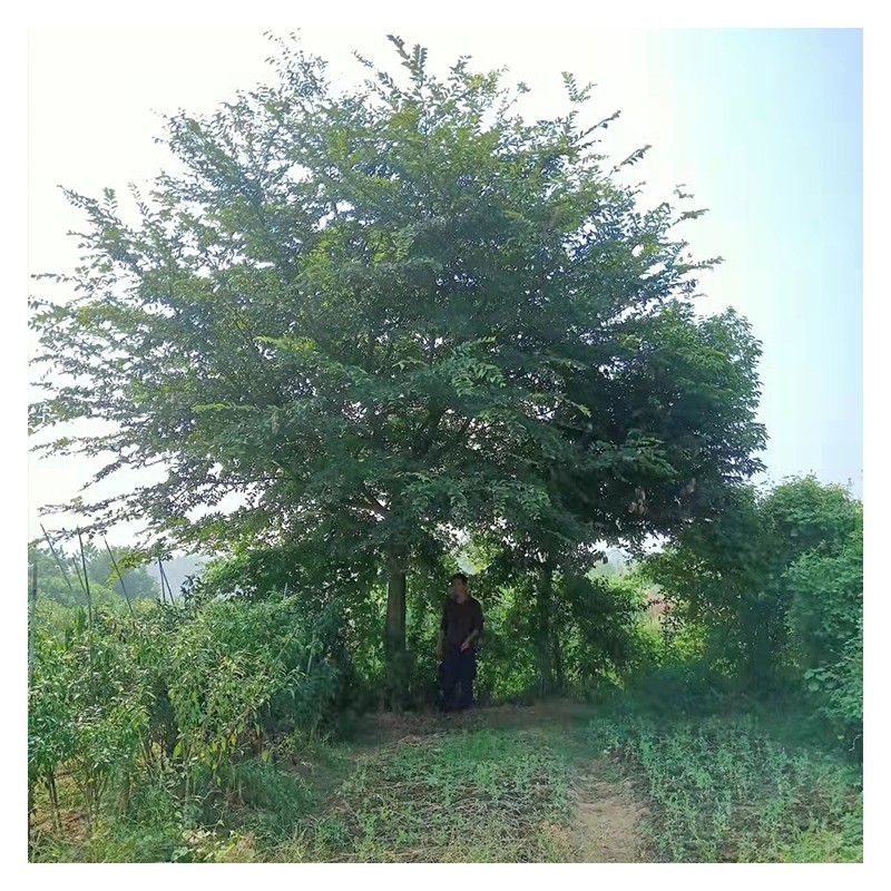 广东基地种植现货丛生朴树 常年供应大量朴树 高杆朴树 树形优美