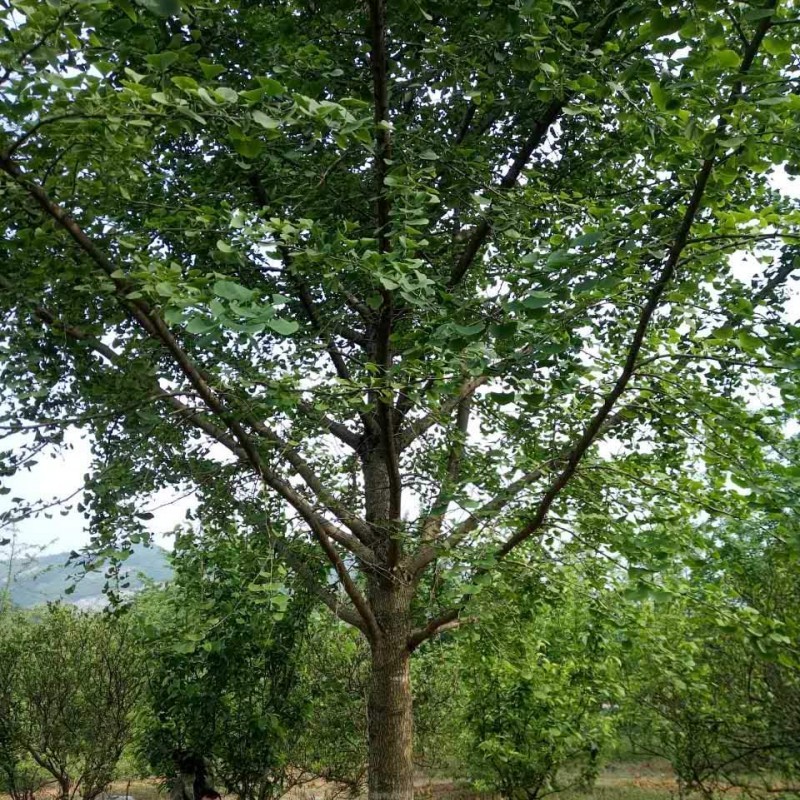 庭院观赏行道树 基地种植 移植银杏树 多种规格可选