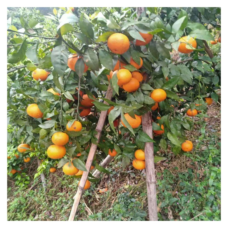 广东椪柑橘子 新鲜沃柑 蜜橘水果 当季整箱供应 果园大量批发