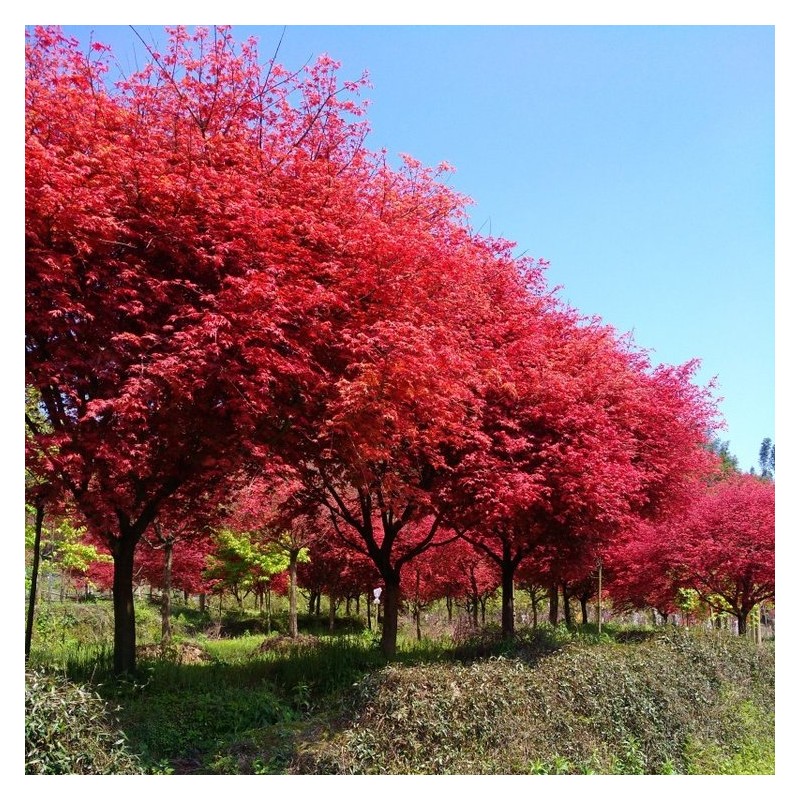日本红枫批发 日本红枫 红舞姫报价 红枫种植基地直销