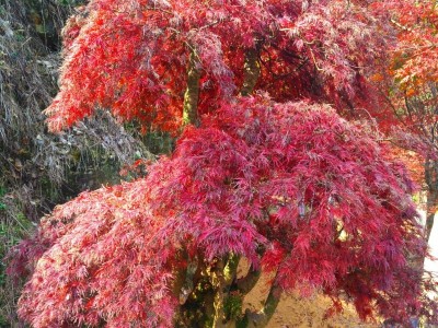 江西精品红枫树-羽毛红品种量大价优