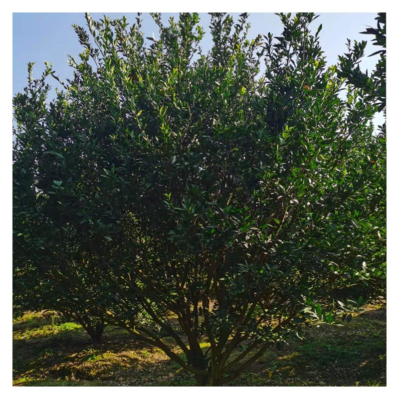 云南柚子树苗价格 红心柚子树量大从优 绿化树基地