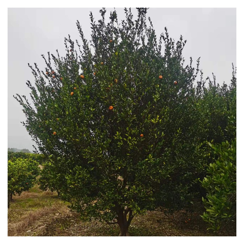 贵州香泡树价格 香橼树批发 丛生单杆柚子树 大量供应