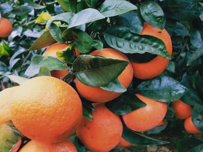 广西沃柑橘桔子基地批发 新鲜多汁当季水果园现摘现发9斤大果