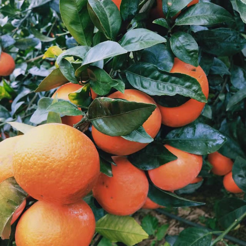 广西沃柑橘桔子基地批发 新鲜多汁当季水果园现摘现发9斤大果