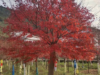 日本红枫羽毛枫批发 特色羽毛枫苗木价格 广西羽毛枫种植基地