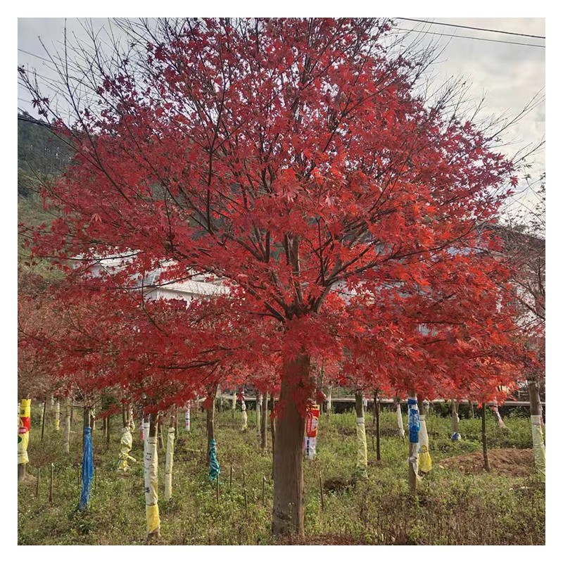 日本红枫羽毛枫批发 特色羽毛枫苗木价格 广西羽毛枫种植基地
