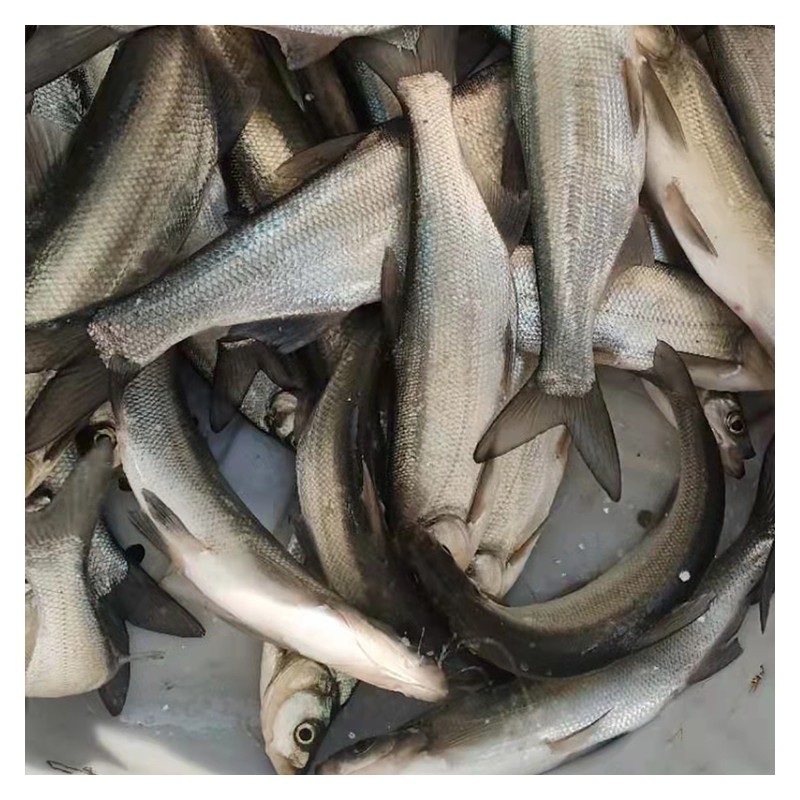 桂林太阳鱼苗 质量保证蓝鳃太阳鱼苗 各种鱼苗批发
