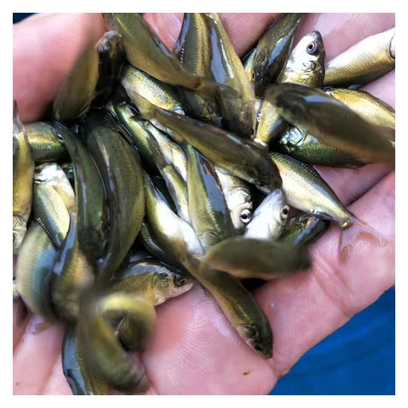 水产养殖基地直供鱼苗 白鲢鱼苗 优质品种 大量现货