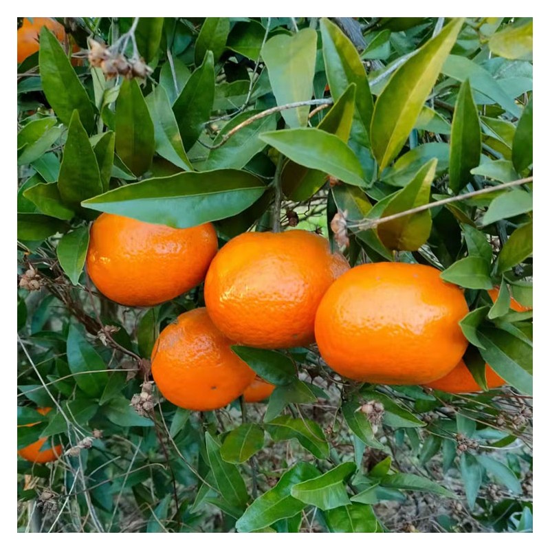 贵州椪柑橘子 新鲜沃柑 蜜橘水果 当季整箱供应 量大价优