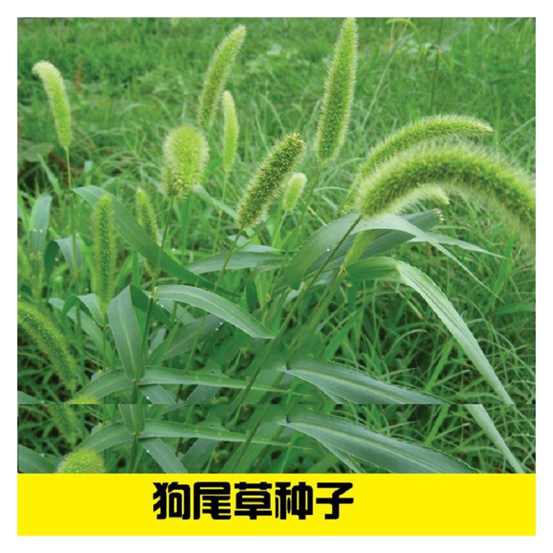 广西护坡狗尾草种草籽 边坡常用草种效果快 狗尾巴草 伟景园林