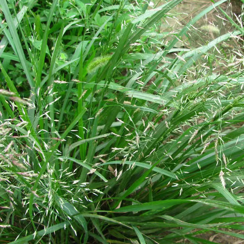 广西河道绿化画眉草 边坡绿化草种草籽常用品种 伟景园林