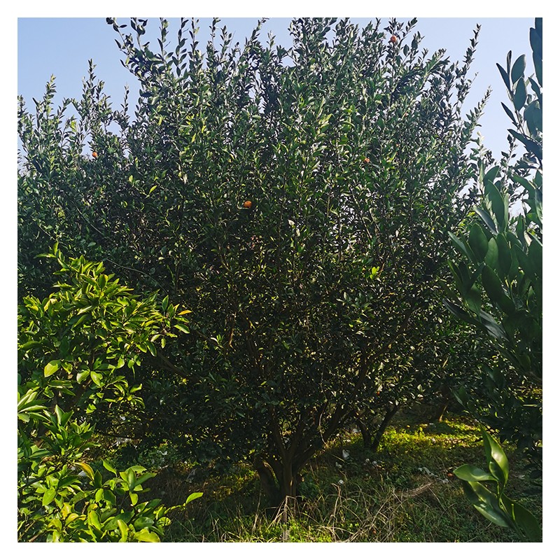 苗圃基地直销10-30公分香泡 南丰柑树常年供应各花绿化苗 低价出售