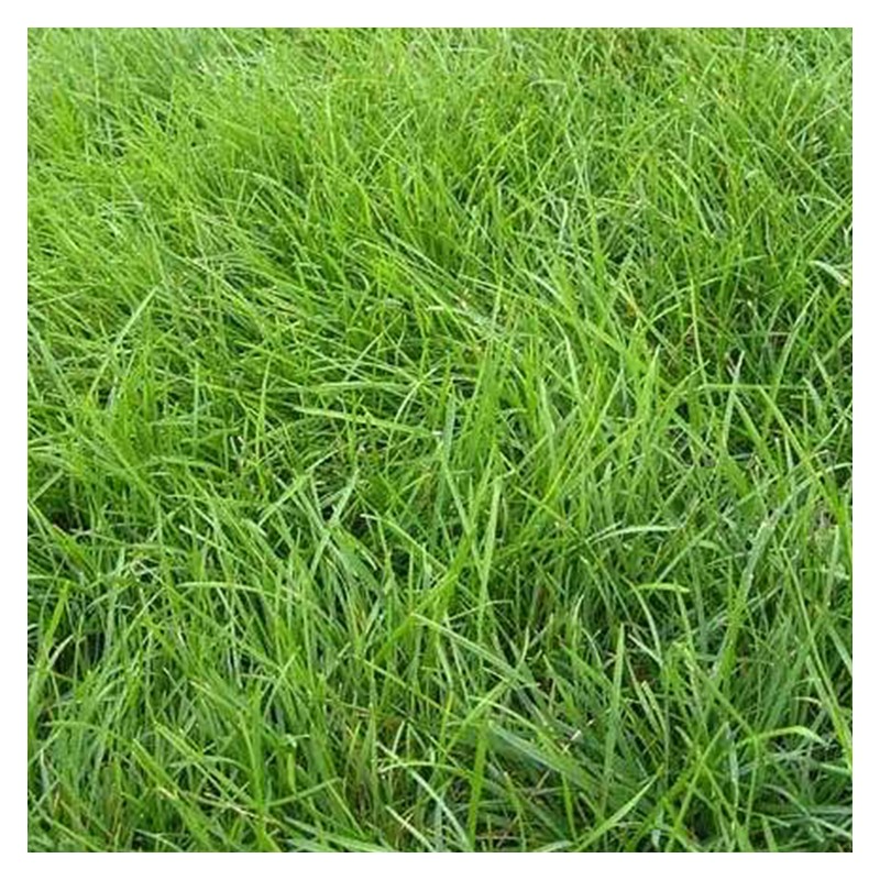 广西护坡草种草籽高羊茅 边坡常用狗牙根耐盐碱 返青早 快速复绿