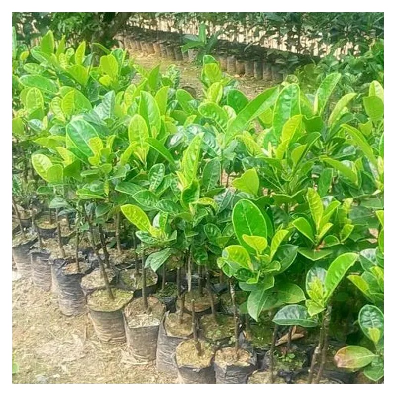 珍珠菠萝蜜苗 树菠萝苗 专业种植基地 广西创泰苗木花果树苗优质培育