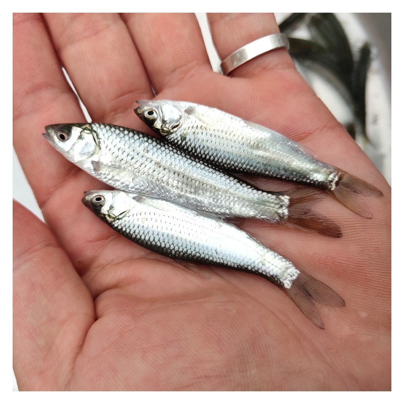 优质赤眼鳟鱼苗 红眼鱼苗 网箱养殖 提供鱼塘养殖技术
