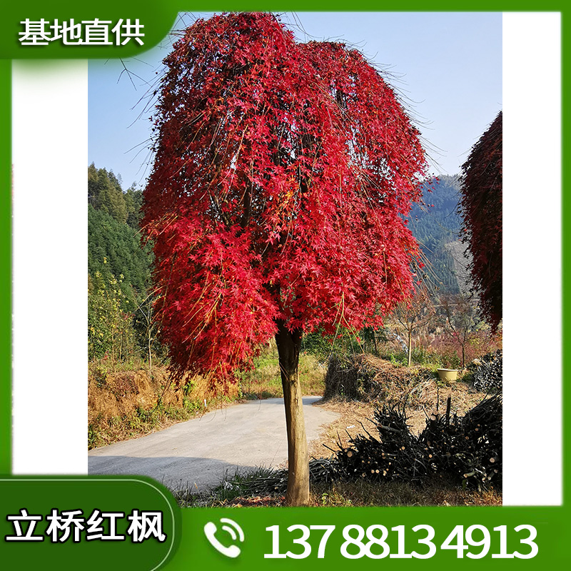 广西桂林红枫批发 流泉红枫树姿轻盈潇洒可多地种植