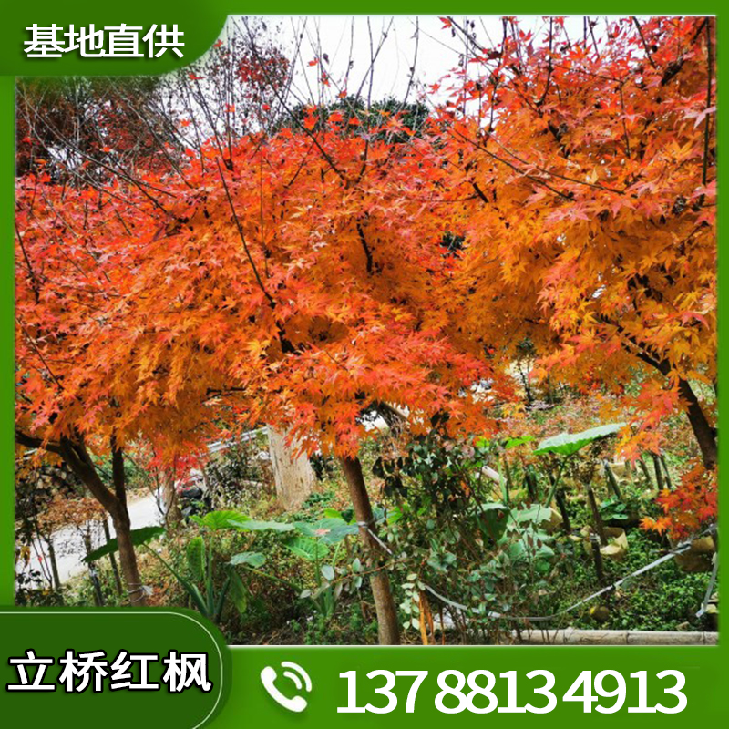 江西红枫种植 黄金枫是很好绿植彩叶树种