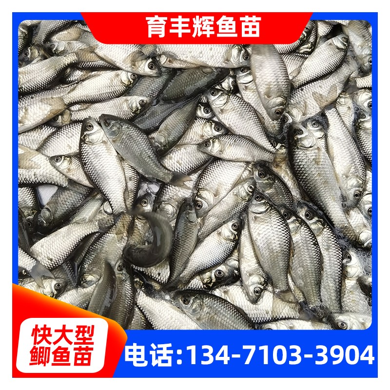 湖南出售鲫鱼苗规格3-5公分 易养快大型鲫鱼苗 鲜活水产种苗
