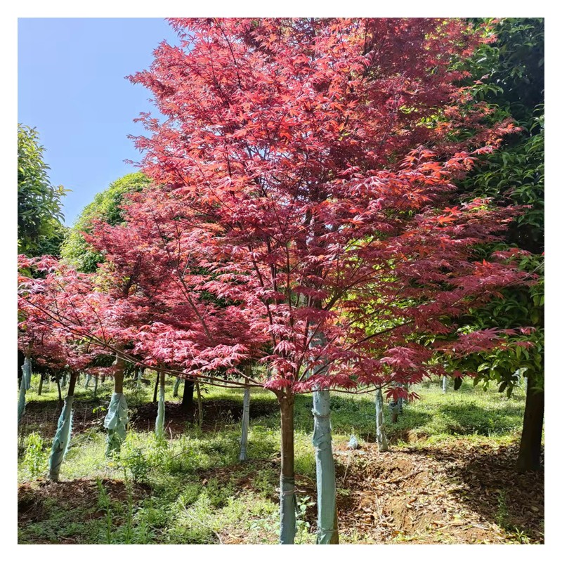 燕林红枫树现货直销 3~8公分三季红枫基地出售 真诚苗木