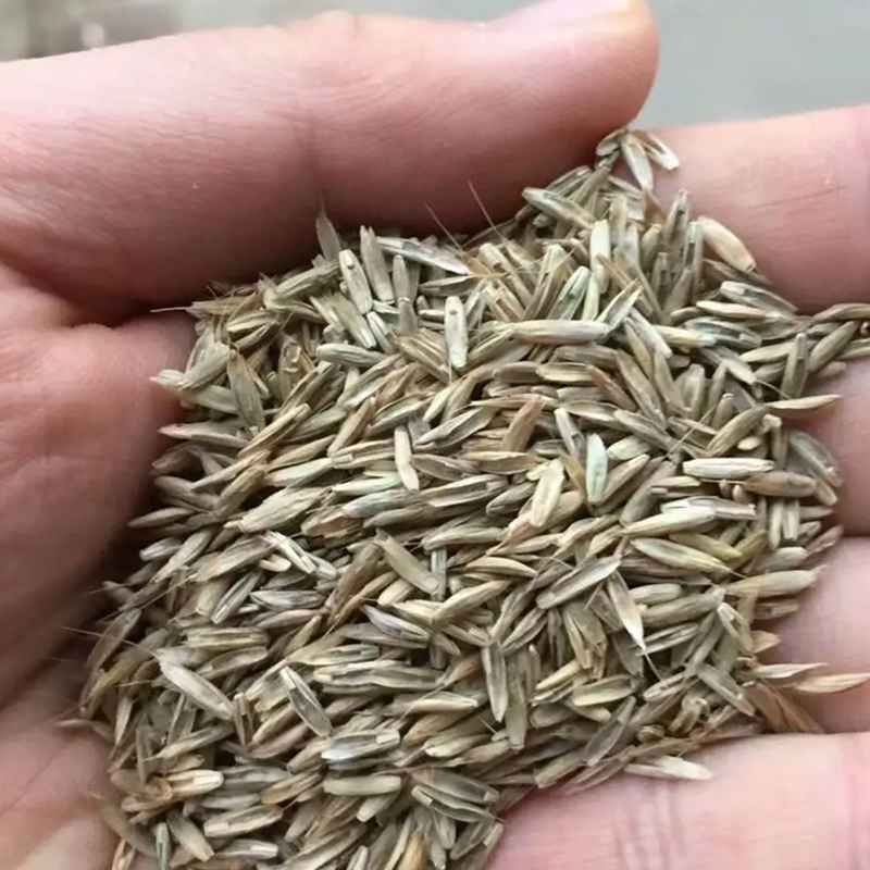 广西黑麦草种子 护坡固土绿化专用草种 价格优惠牧草草籽可开发票