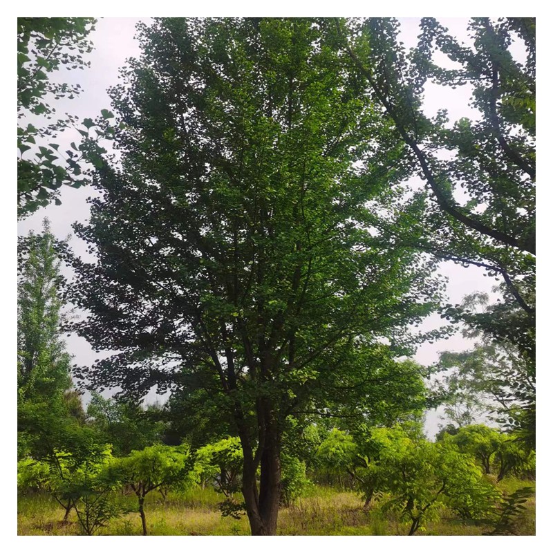 上海丛生银杏树 18公分景观工程园林绿化树 现挖现卖 诚信经营